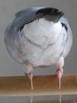 魅惑のお尻.jpg