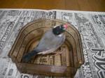 IMGP2149-2.jpg