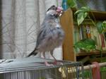 IMGP2154-2.jpg
