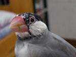 IMGP2477-2.jpg
