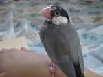 IMGP2631-2.jpg