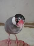 IMGP4063-2.jpg