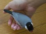 IMGP4090-2.jpg