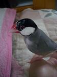 IMGP4438-2.jpg