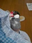 IMGP4647-2.jpg